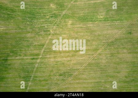 Luftaufnahme von grünen Feldern in der Sommersaison mit anbauenden Kulturen. Landwirtschaft und Landwirtschaft Stockfoto