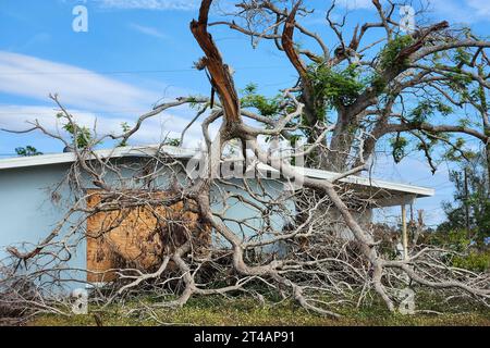 Baumentfernung nach Hurrikanschäden im Garten Floridas. Nach starken tropischen Sturmwinden heruntergefallen. Folgen von Naturkatastrophen Stockfoto