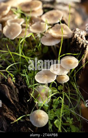 Mycena galericulata Pilze. Stockfoto
