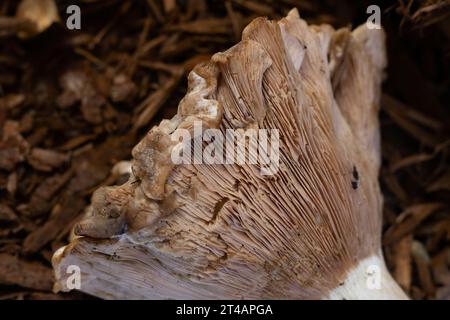 Lactarius Controversus Pilz, Nahaufnahme Stockfoto