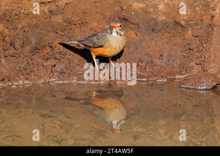 Ein Kurrichane-Soor (Turdus libonyanus) in einem Wasserloch in Südafrika Stockfoto