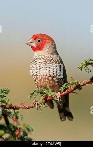 Ein männlicher Rotkopffink (Amadina erythrocephala), der auf einem Zweig in Südafrika thront Stockfoto