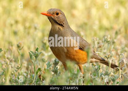 Eine Kurrichane-Soor (Turdus libonyanus) in natürlichem Lebensraum, Kruger-Nationalpark, Südafrika Stockfoto