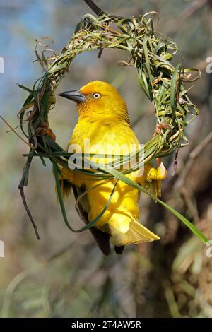 Ein männlicher Kapweber (Ploceus capensis), der ein Nest baut, Südafrika Stockfoto