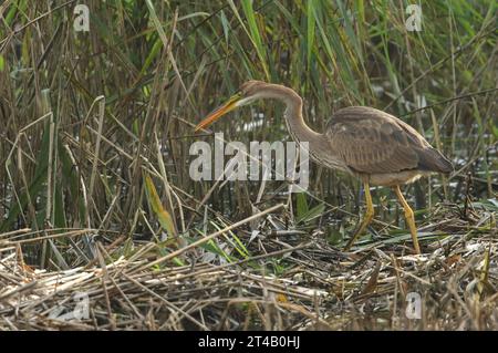 Ein seltener Purpurreiher, Ardea purpurea, auf der Jagd nach Nahrung in einem Schilfbeet am Rande eines Sees. Stockfoto