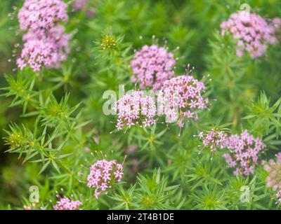 Feld der violetten Blüten Phuopsis stylosa oder Kreuzkraut im Sommer, Nahaufnahme und selektiver Fokus. Ein Garten mit wunderschönen rosa Phuopsis stylosa Blumen Stockfoto