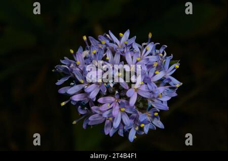 Ein Kopf mit blauer Pincushion-Blüte (Brunonia Australis) - intensive blaue Farbe - und sieht aus, wie der Name schon sagt - ein Nadelkissen! Hochkins Ridge. Stockfoto