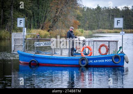 Stolpe, Deutschland. Oktober 2023. Der Fährmann Ulf Radicke fährt mit der kleinen Passagierfähre über die Peene. Von März bis Oktober können Wanderer und Radfahrer die 100 Meter des Flusses überqueren. Die nun zu Ende gehende Saison könnte jedoch ihre letzte sein – die einzige Fußgängerfähre zwischen Anklam und Jarmen ist wegen fehlender finanzieller Unterstützung durch den Bezirk von der Schließung bedroht. Die Gemeinde hat daher eine Kampagne zur Rettung der Fähre gestartet. Jetzt werden 2.000 Unterschriften bis zur bezirksratssitzung Mitte November gesammelt, um Credit: dpa/Alamy Live News einzureichen Stockfoto