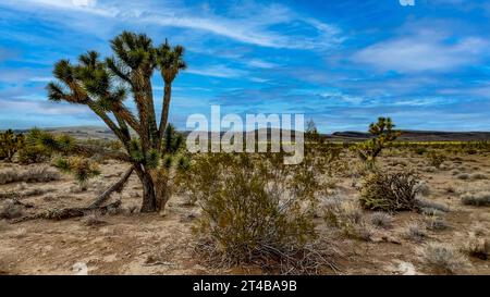 Der endemische Joshua-Baum der Mojave-Wüste unter einem wunderschönen blauen Himmel im Bundesstaat Arizona in den Vereinigten Staaten von Amerika. Stockfoto