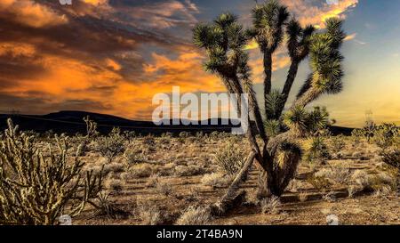 Ein endemisches Exemplar des Joshua-Baumes aus der Mojave-Wüste im Bundesstaat Arizona in den Vereinigten Staaten von Amerika. Stockfoto