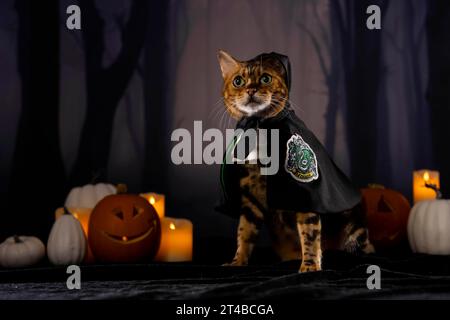 NUR Eine bengalische Katze modelliert einen Slytherin-Mantel, eines der beliebtesten Halloween-Kostüme von Amazon UK, nach Untersuchungen, die zeigen, dass mehr als die Hälfte der Tierbesitzer in diesem Jahr mehr Zeit und Geld für ihre Haustiere ausgeben wird als sie selbst. Ausgabedatum: Montag, 30. Oktober 2023. Die Studie zeigt auch, dass Kostüme mit Film- und Fernsehmotiven immer beliebter geworden sind, wobei Barbie und Ken es in die Top 10 der meistverkauften Haustierkostüme geschafft haben. Das Foto sollte lauten: David Parry/PA Wire Stockfoto