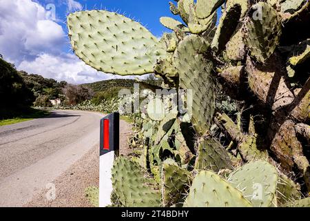 Büsche von Kaktusbirnen (Opuntia Ficus-indica) am Straßenrand, Bari Sardo, Ogliastra, Sardinien, Italien Stockfoto