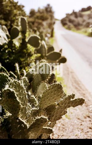 Büsche von Kaktusbirnen (Opuntia Ficus-indica) am Straßenrand, Bari Sardo, Ogliastra, Sardinien, Italien Stockfoto