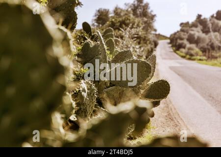 Büsche von Kaktusbirnen (Opuntia Ficus-indica) am Straßenrand, Bari Sardo, Ogliastra, Sardinien, Italien Stockfoto