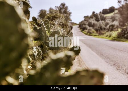 Büsche von Kaktusbirnen (Opuntia Ficus-indica) am Straßenrand, Bari Sardo, Ogliastra, Sardinien, Italien Stockfoto