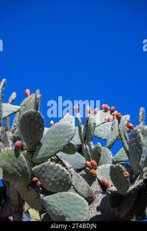 Kaktusbirne (Opuntia Ficus-indica) mit Feigenfrüchten vor hellblauem Himmel, Bari Sardo, Ogliastra, Sardinien, Italien Stockfoto