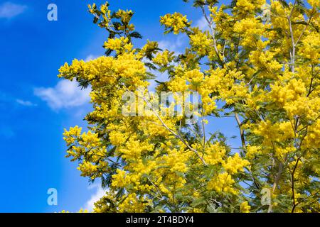 Mimosa-Baum, gelb blühende Mimosa, Silberflecht (Acacia dealbata) vor blauem Himmel, Bari Sardo, Ogliastra, Sardinien, Italien Stockfoto