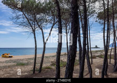 Pinienhain am Strand mit einem gelben Tretoot und in der Ferne der Turm Torre Di Bari Sardo, Bari Sardo, Ogliastra, Sardinien, Italien Stockfoto