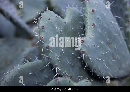 Kaktusbirne (Opuntia Ficus-indica) mit roten Früchten, Feigen, Bari Sardo, Ogliastra, Sardinien, Italien Stockfoto