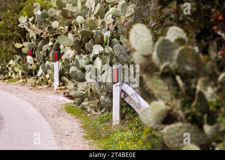 Büsche von Kaktusbirnen (Opuntia Ficus-indica) am Straßenrand, Bari Sardo, Ogliastra, Sardinien, Italien Stockfoto