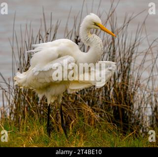 Östlichen Silberreiher Stockfoto