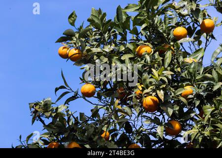 Reife Orangen, Orangen vor blauem Himmel auf einem Orangenbaum, Bari Sardo, Ogliastra, Sardinien, Italien Stockfoto