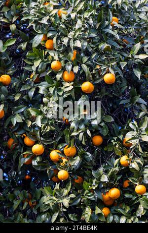 Reife Orangen, Orangen vor blauem Himmel auf einem Orangenbaum, Bari Sardo, Ogliastra, Sardinien, Italien Stockfoto