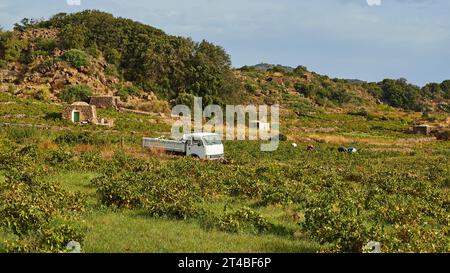 Weinbau, Contrada Dietro Isola, Dammusi, Arbeitnehmer, Italien, Weinberge, Pantelleria, Pelagische Inseln, Sizilien, Italien Stockfoto