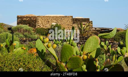 Traditionelles Steinhaus, Dammusi, Kakteen, Parco Archeologico dei Sesi, Pantelleria, pelagische Inseln, Sizilien, Italien Stockfoto