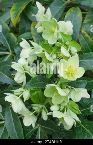 Helleborus x Nigercors HGC Ice Breaker, Helleborus x Nigercors Coseh 750, Hellebore, Snow Rose Ice Breaker, fastenrose Stockfoto