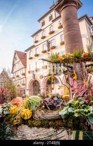 Dekorierter Herbstbrunnen vor dem Rathaus in Fachwerkstadt, Schwarzwald, Calw, Deutschland Stockfoto