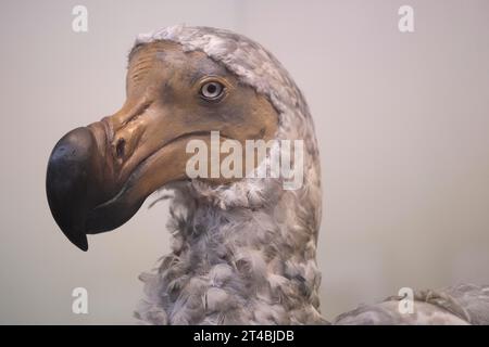 Dodo, Dronte, Dodos (Raphus cucullatus), Dronts, ausgestorben, Tiere, Vögel, Natural History Museum oder Natural History Museum, Kensington, London Stockfoto