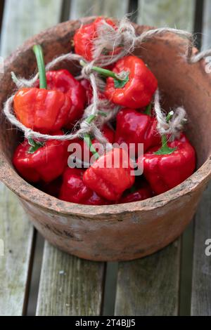 Capsicum chinense. Scotch Bonnet Chilis mit Garn in einem Blumentopf zusammengebunden. UK Stockfoto