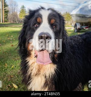 Berner Sennenhund macht einen Spaziergang in der Herbstsonne Stockfoto