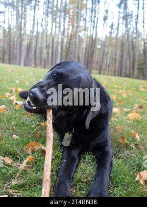 Black Labrador Retriever kaut während eines Spaziergangs an einem Stock. Stockfoto