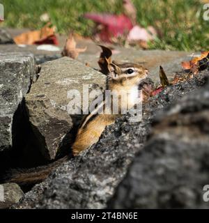 Ein Chipmunk kommt aus seiner Höhle in einer Trockenwand Stockfoto