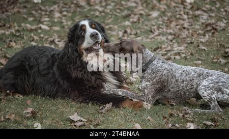 Ein Berner Sennenhund und ein kurzhaariger Zeiger teilen einen zärtlichen Moment Stockfoto
