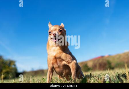 Toy Terrier Rasse Hund auf dem Hintergrund des blauen Himmels. Schoßhund im Freien zu Fuß. Stockfoto