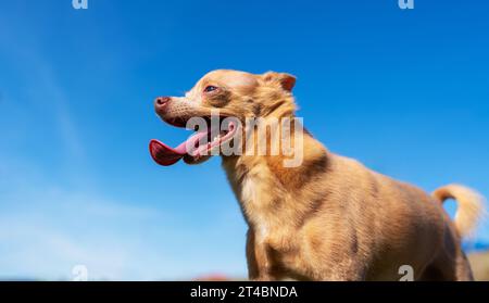 Toy Terrier Rasse Hund auf dem Hintergrund des blauen Himmels. Schoßhund im Freien zu Fuß. Stockfoto