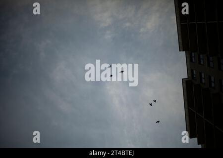 Krähen fliegen am dunklen Himmel. Vögel kreisen über der Stadt. Vogelherde am Abend. Flugdaten. Stockfoto