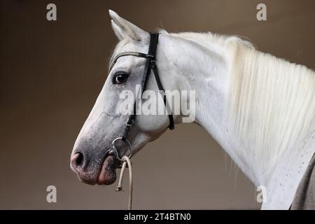 Andalusisches Pferdesportrait vor dunklem stabilen Hintergrund Stockfoto