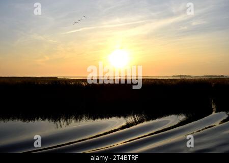 Silhouetten von Kranichenherden, die in den sanften gelben und orangen Sonnenuntergang über der Ostsee in Deutschland fliegen, mit Bugwellen-Reflexionen auf ruhigem Wasser in der Abenddämmerung Stockfoto