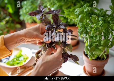 Frau nimmt Basilikumblätter von der Pflanze im Topf zu Hause für die Zubereitung von Essen, Hände nah an. Stockfoto