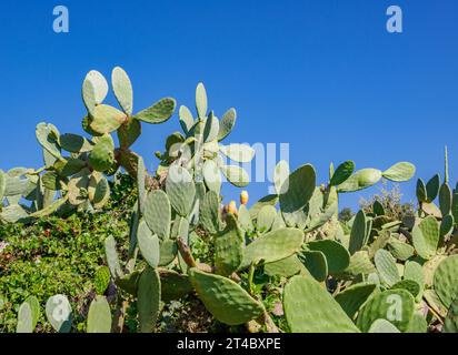 Dichtes Wachstum von Opuntia Feigenkaktus O Ficus-indica hier, das bis zu fünf Meter am Strand von Gialiskari an der Nordküste von Korfu Griechenland wächst Stockfoto