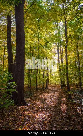 Ein mit Blättern übersäter Pfad führt durch hohe Bäume, die im Herbst gelb-grün leuchten, mit langen Schatten über den Weg im Long Point State Park, New York. Stockfoto