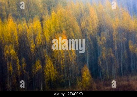 Aspen-Bäume fotografiert mit einer langsamen Verschlusszeit in den La Sal Mountains in der Nähe von Moab, Utah. Stockfoto