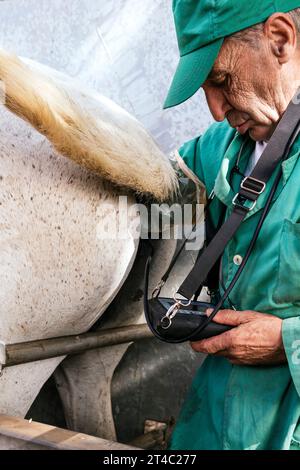 Tierarzt, der sich Ultraschall anschaut, Ultraschall an schwangeren Stuten macht Stockfoto