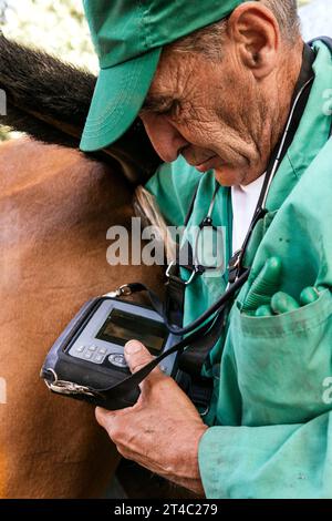 Tierarzt, der sich Ultraschall anschaut, Ultraschall an schwangeren Stuten macht Stockfoto