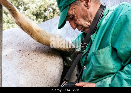 Tierarzt, der sich Ultraschall anschaut, Ultraschall an schwangeren Stuten macht Stockfoto