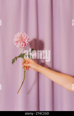 Hand mit rosa Dahlia auf lila Hintergrund Stockfoto